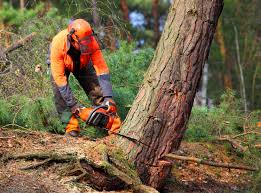 Best Seasonal Cleanup (Spring/Fall)  in Stone Ridge, VA